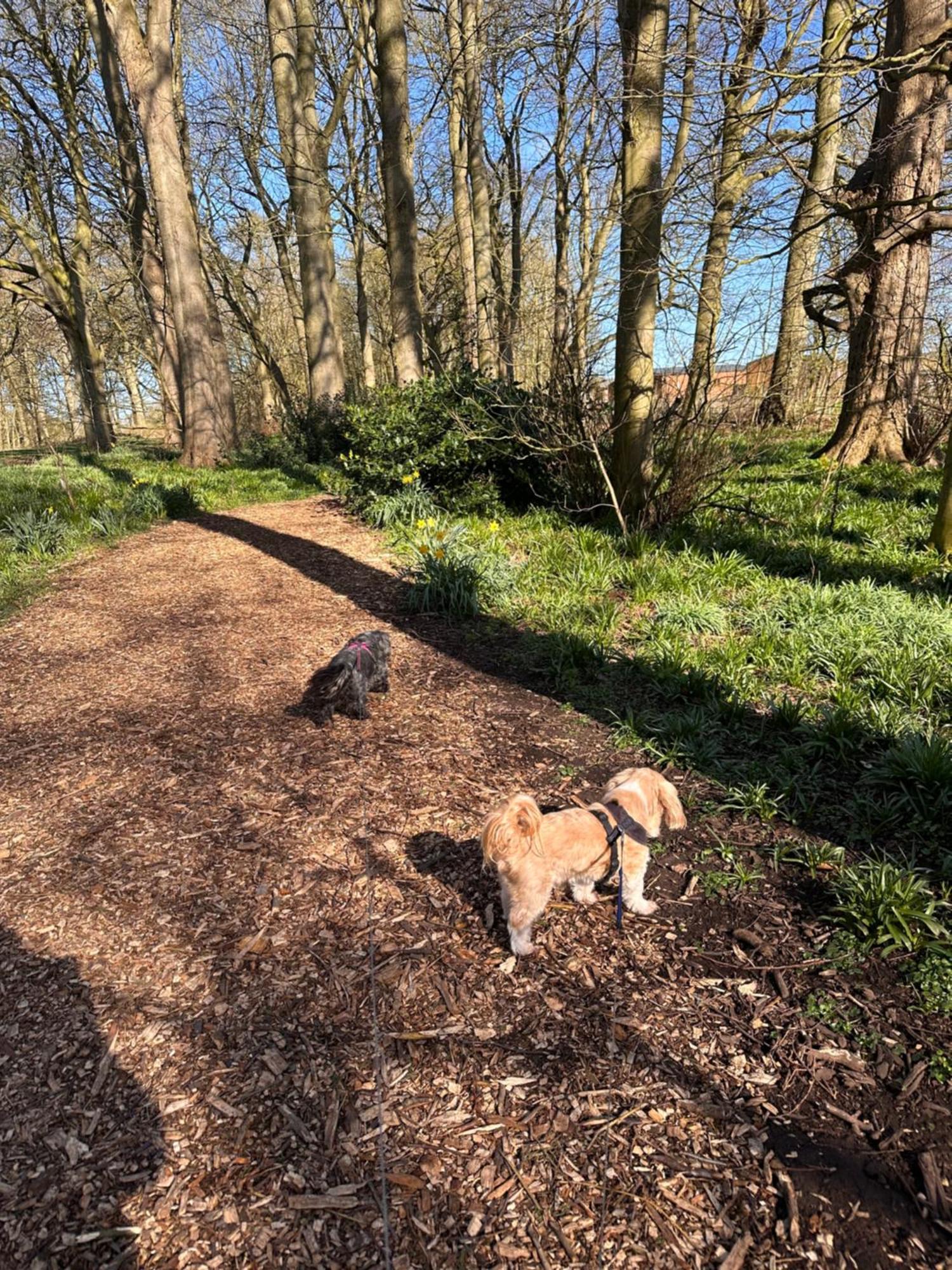 Max's Woodland * Bridlington