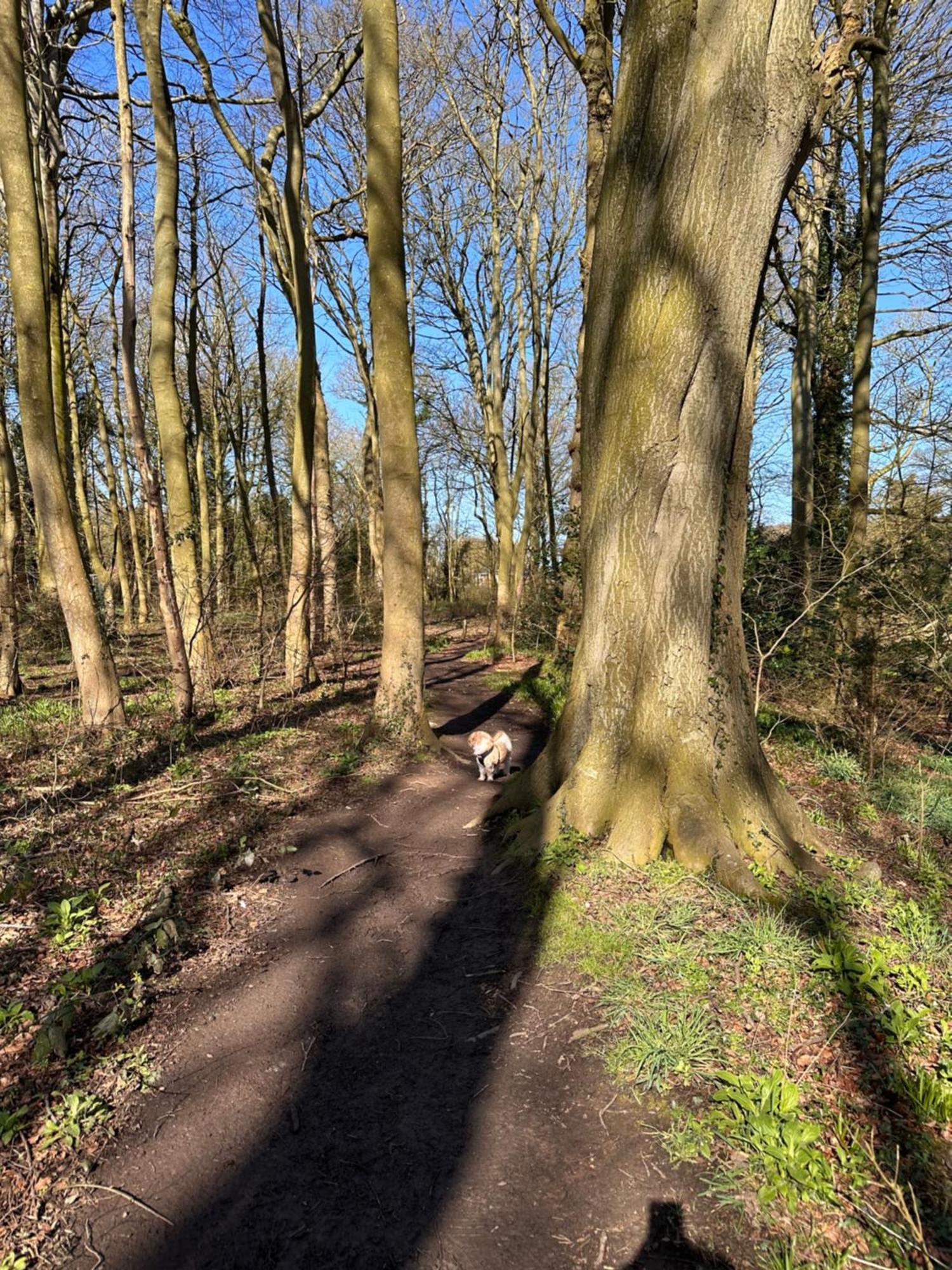 Max's Woodland