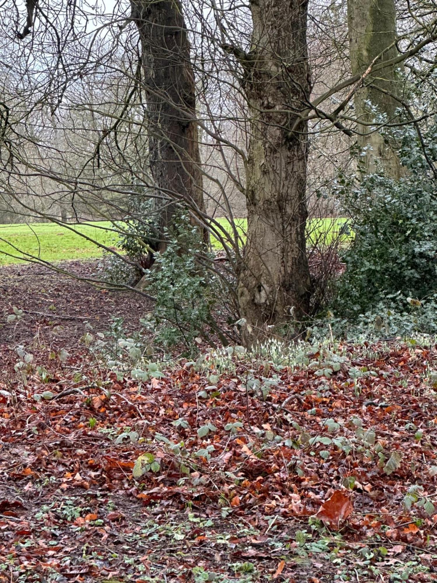 Max's Woodland *